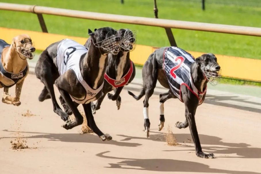 New Zealand to prohibit greyhound racing due to injury rates